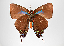 127_mximage