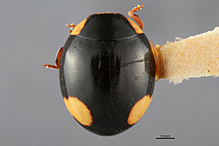 230_mximage