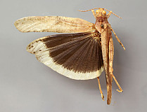 245_mximage