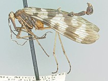 92_mximage