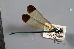 946_mximage